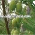 Fructus phyllanthi extract powder